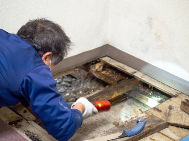 Professional Mold Remediation in Tuckerton, NJ