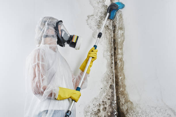 Professional Mold Remediation in Tuckerton, NJ